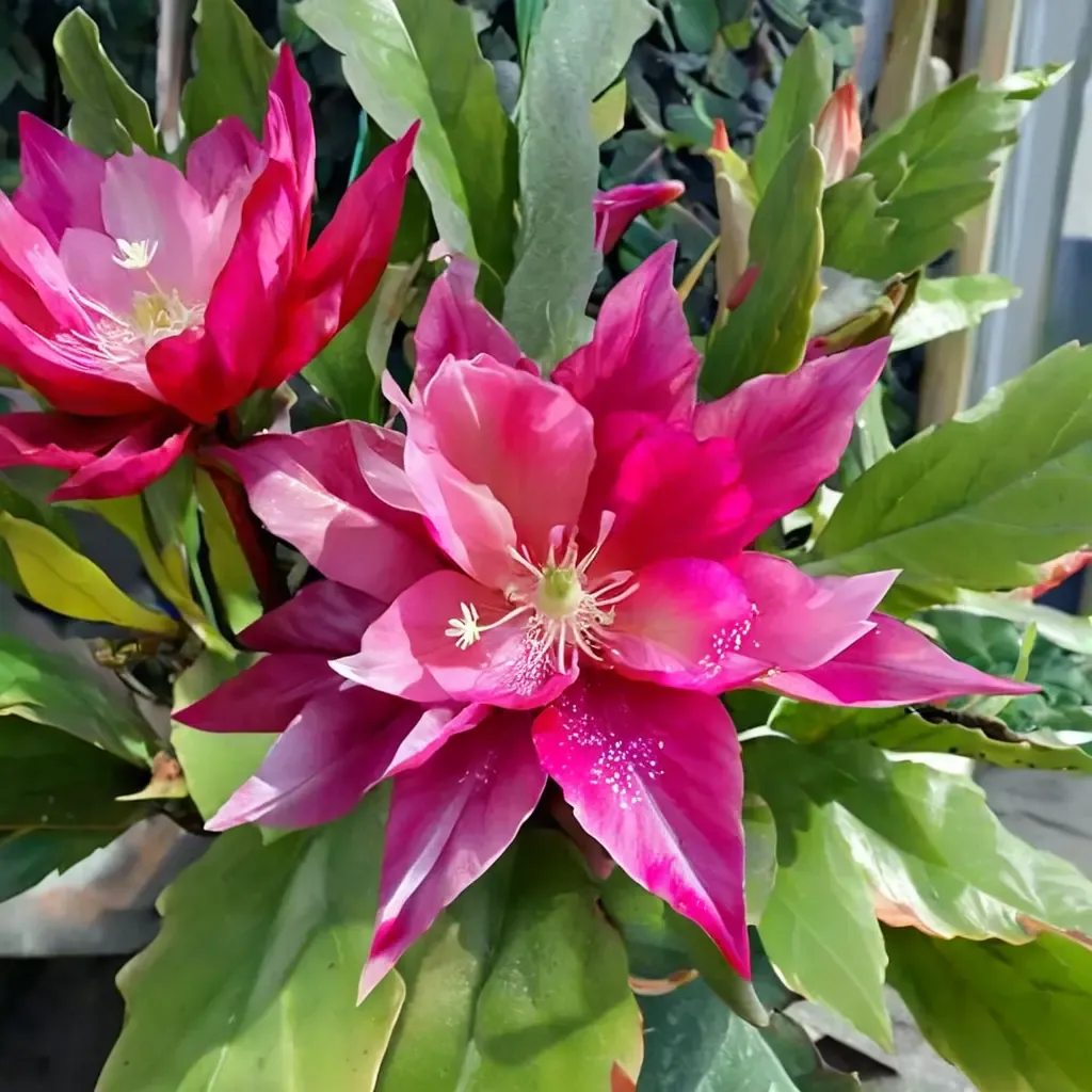 Raspberry Delight Orchid Cactus