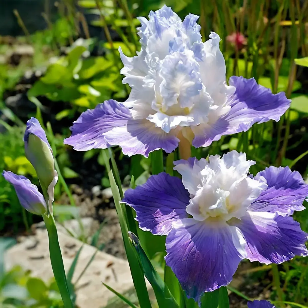 Clarence Reblooming Bearded Iris