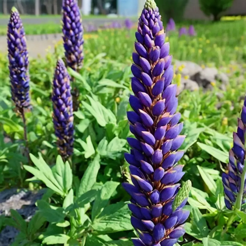 Magic Lantern lupine