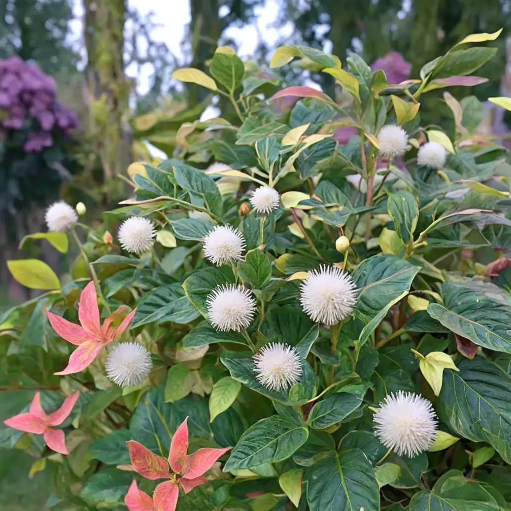 Sugar Shack Buttonbush