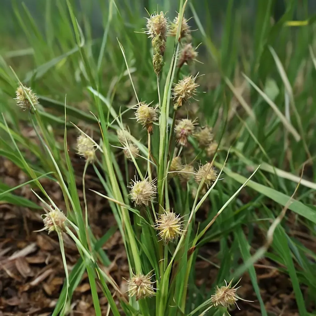 Woolly Sedge