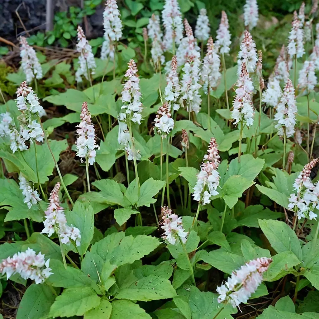 Wherry's Foamflower