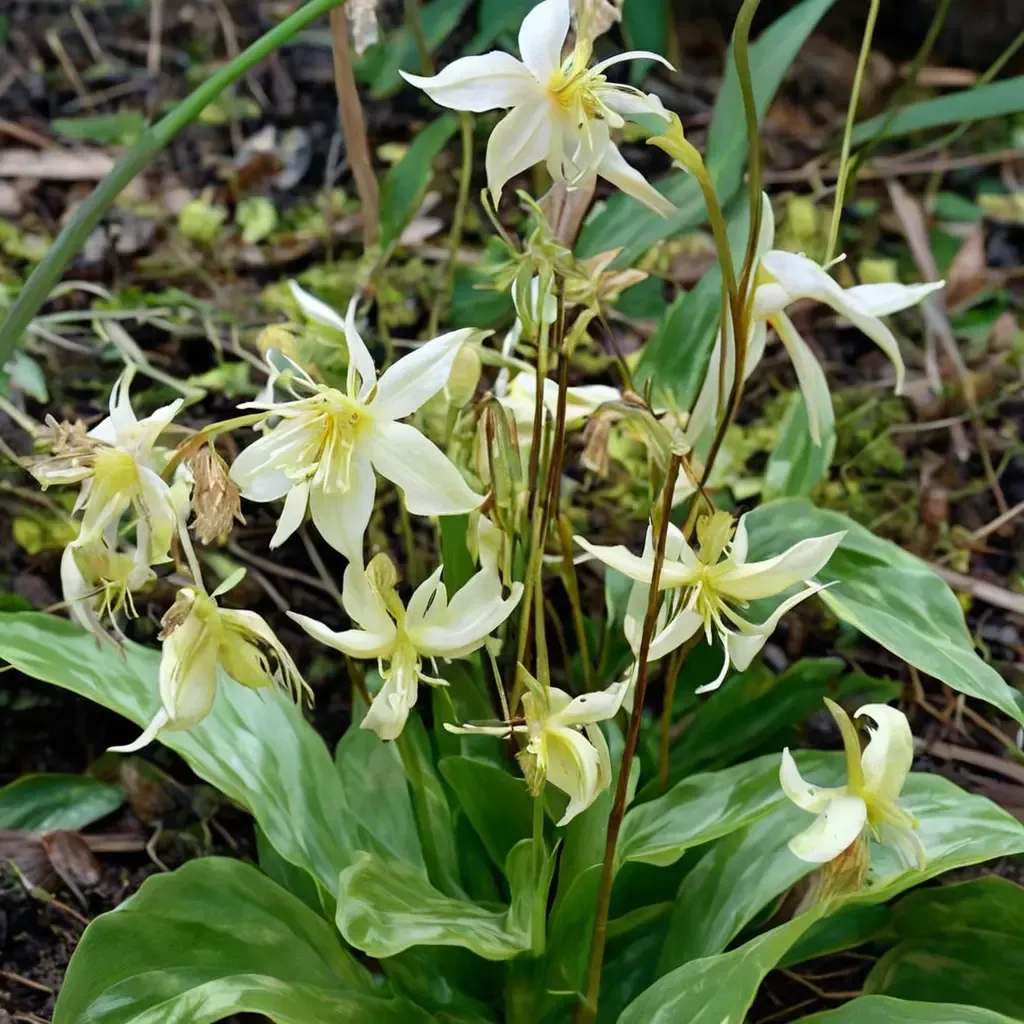 California Fawn Lily