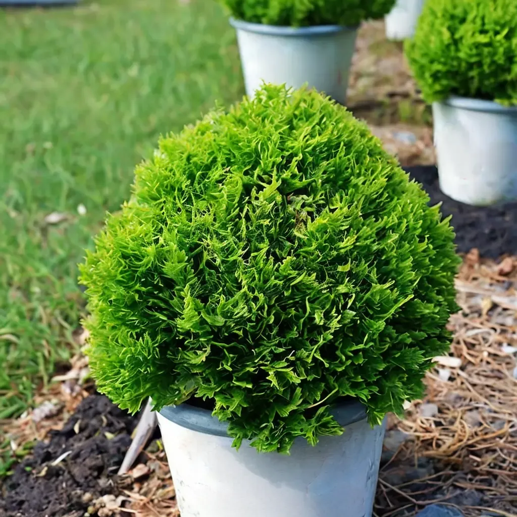 Tator Tot Arborvitae