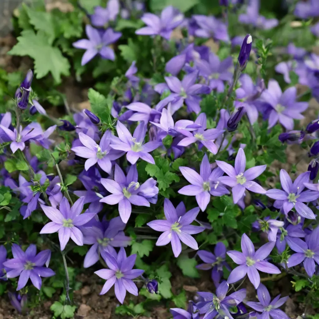 Birch Bellflower
