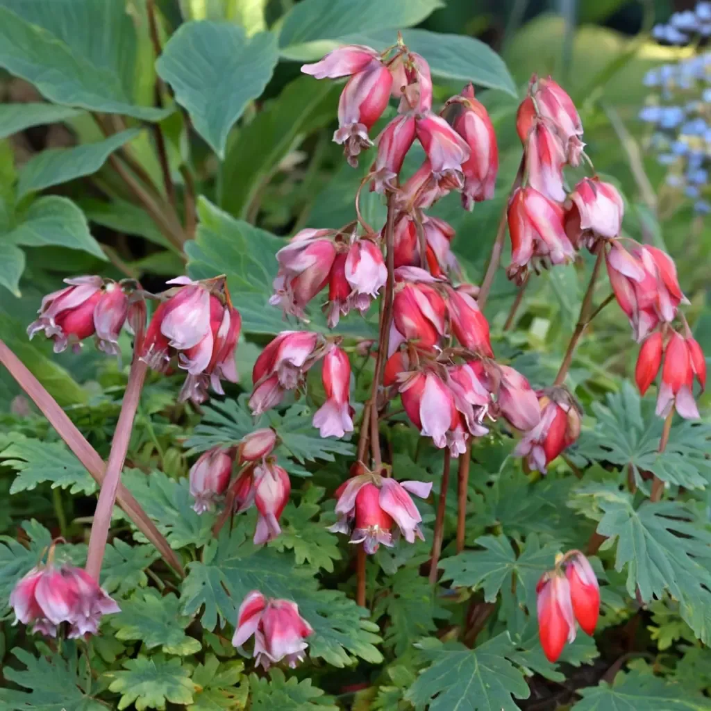 Luxuriant Bleeding Heart