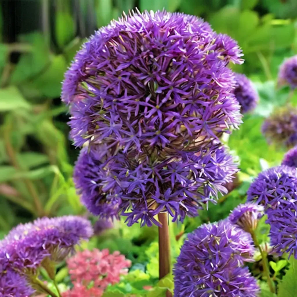 Ornamental Onion
