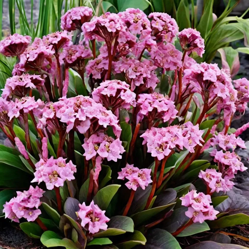 Spring Fling Bergenia