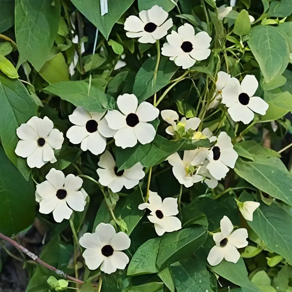 White Halo Black-eyed Susan Vine