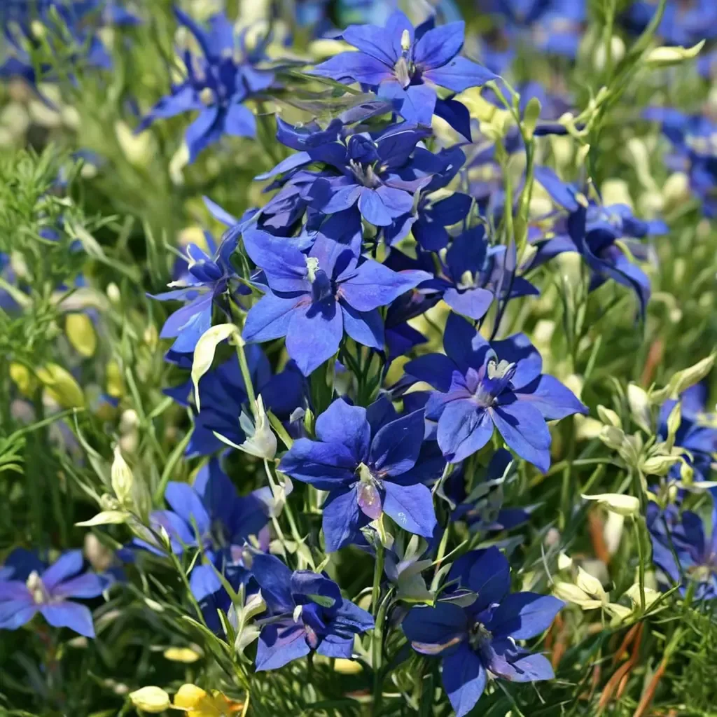 Summer Nights Larkspur