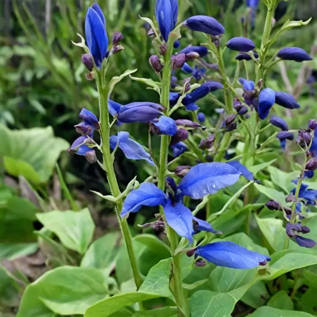 Guatemalan Sage