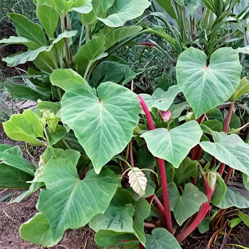 Pink China Elephant Ear