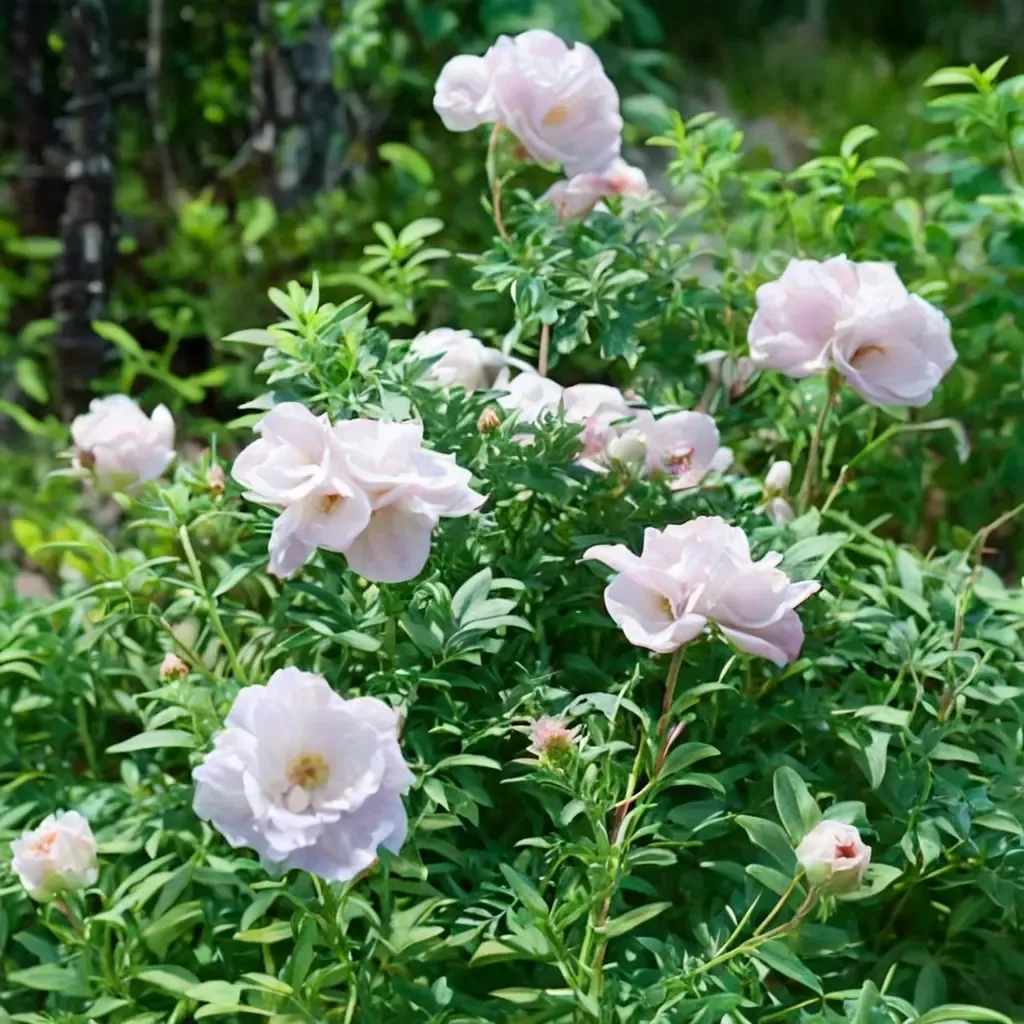 Snow Pavement Rose
