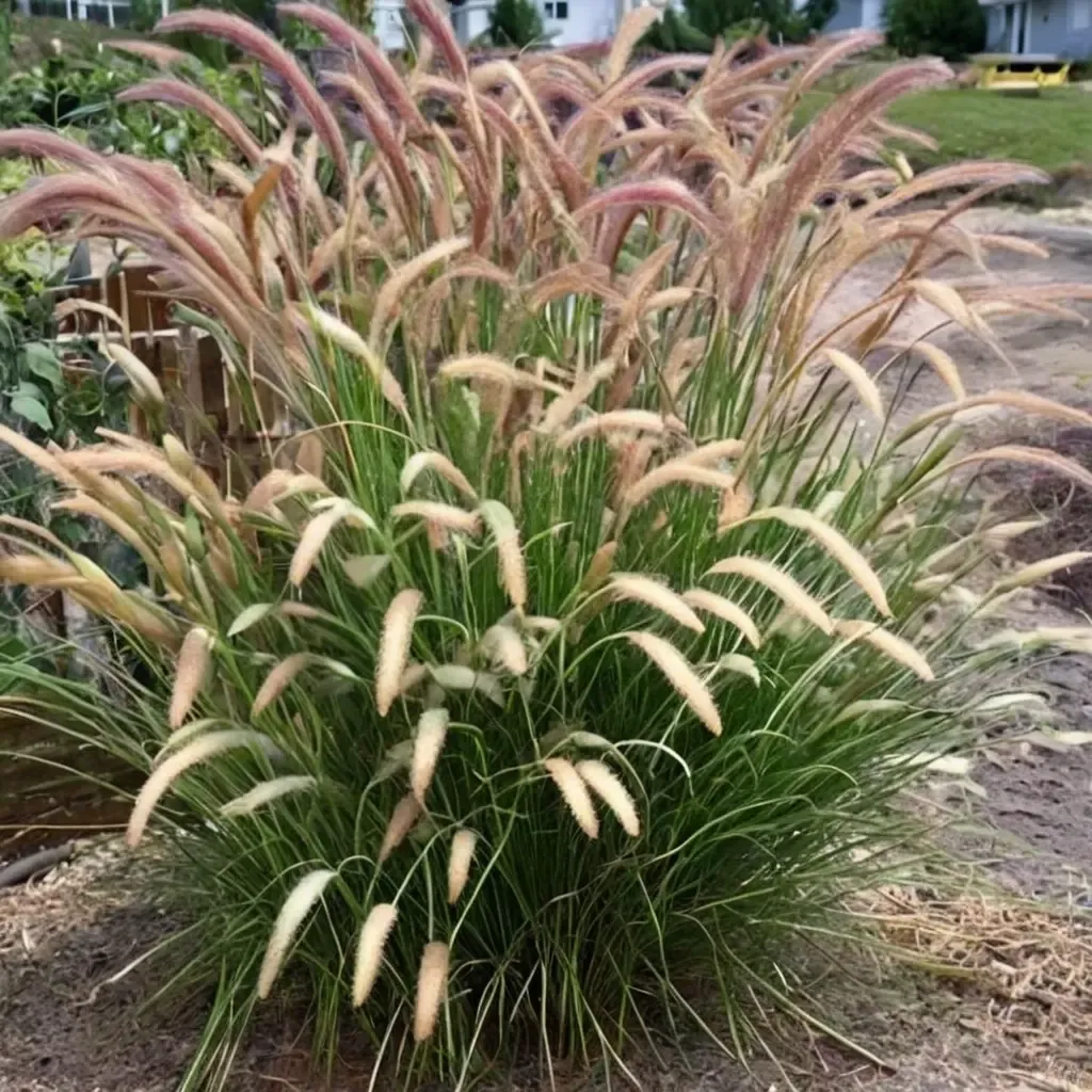 Fountain Grass