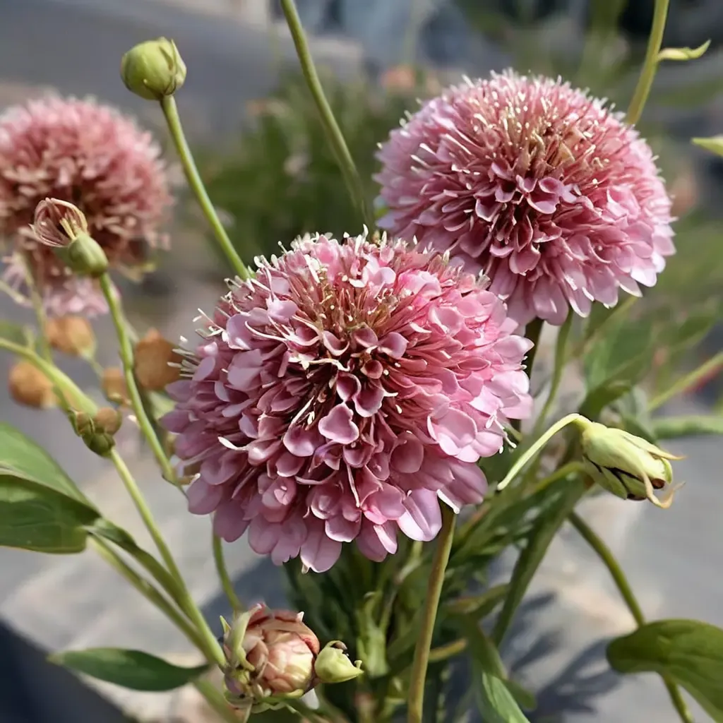 Florist's Pink Pincushion Flower