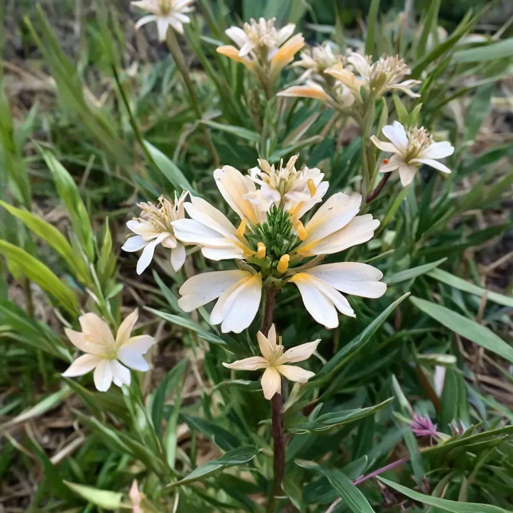 Largeflower Collomia