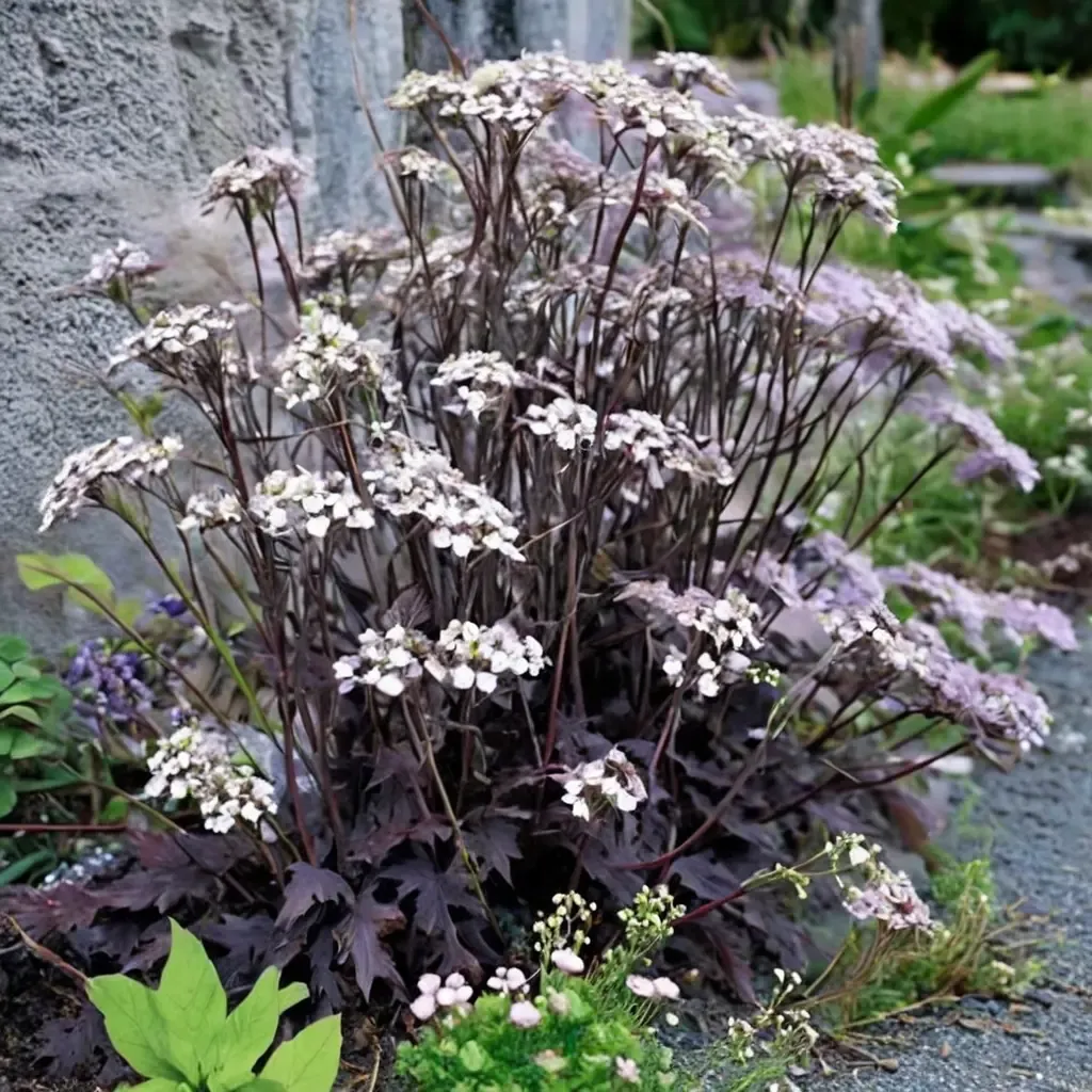 Ravenswing Cow Parsley