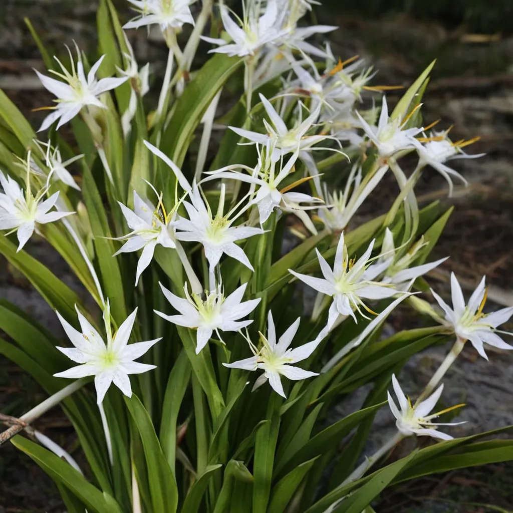 Spider Lily