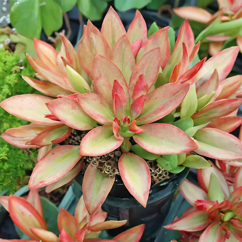 Golden Sedum