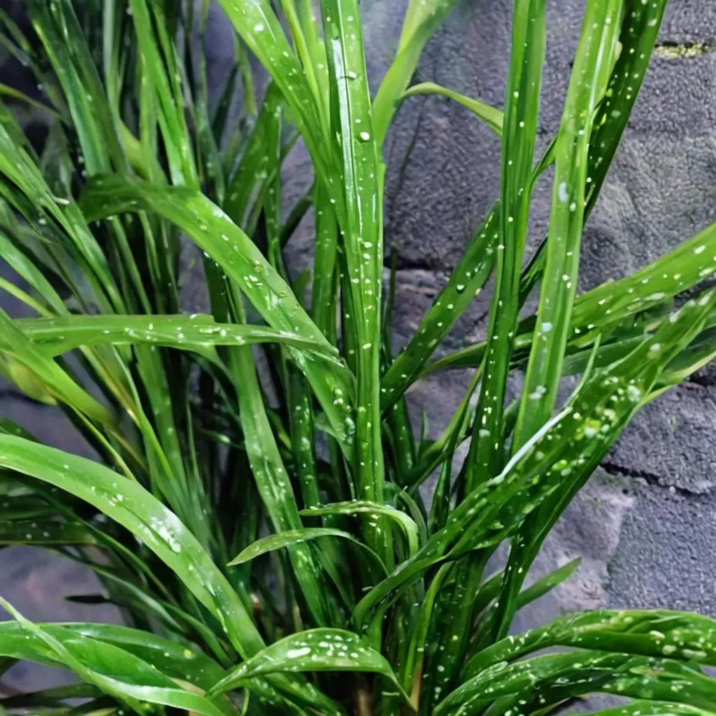 Spotted Cast Iron Plant