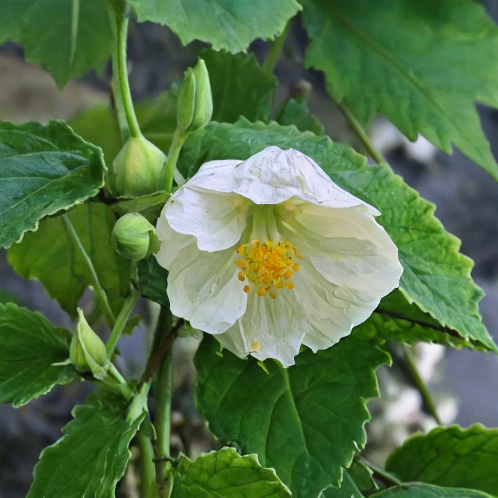 White King Abutilon