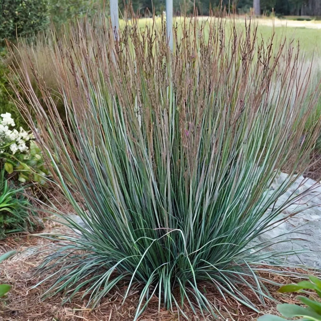 Blue Heaven Little Bluestem