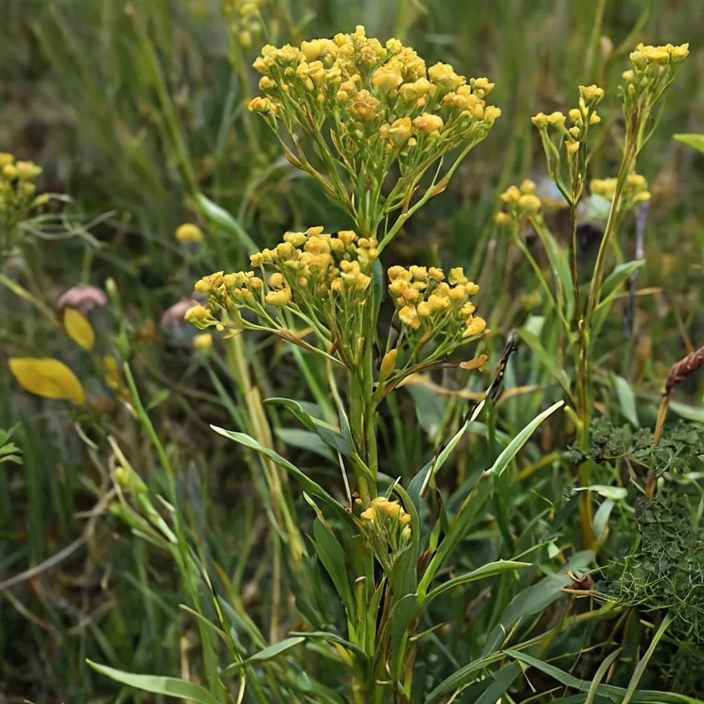 Ohio Goldenrod