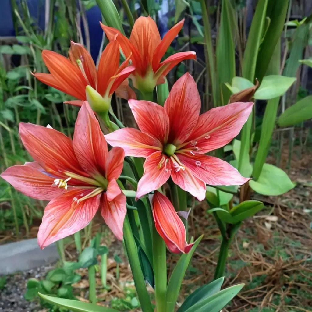 Amaryllis
