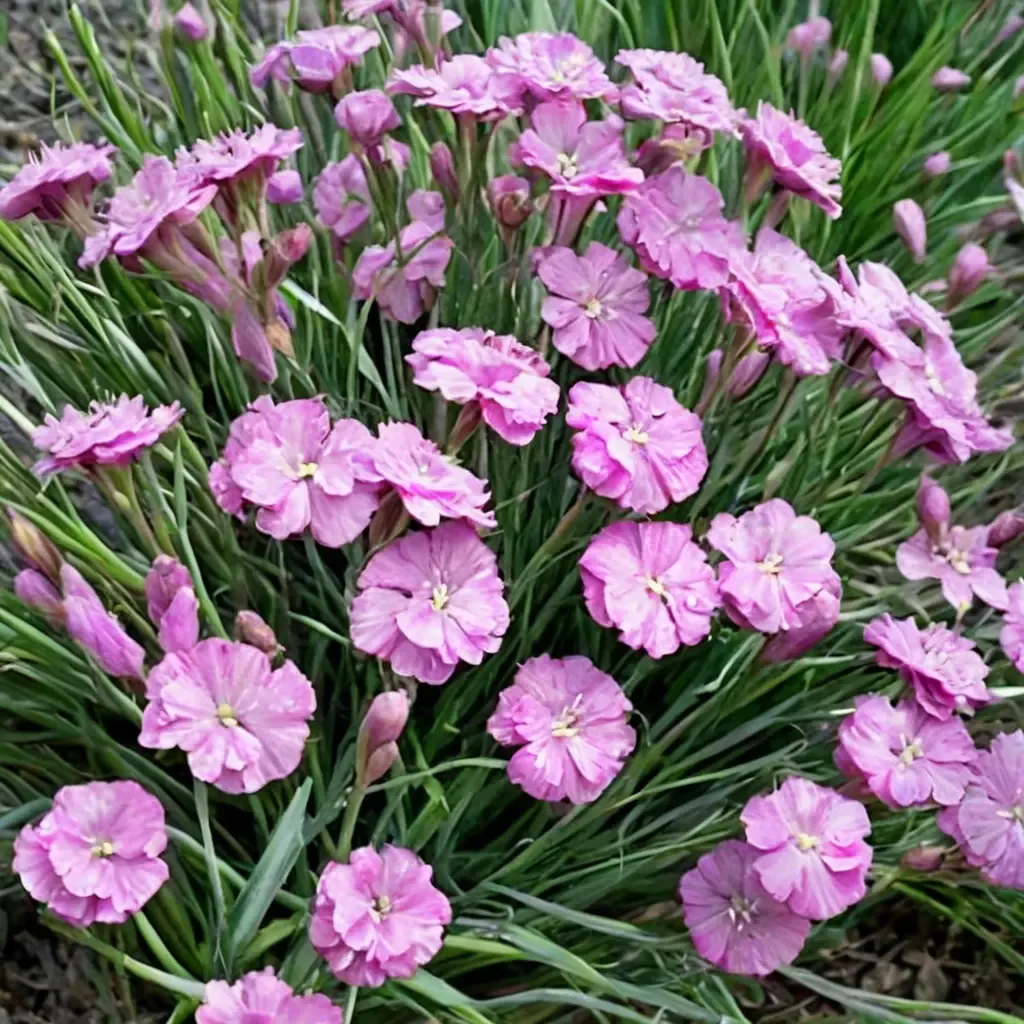 Tiny Rubies Carnation