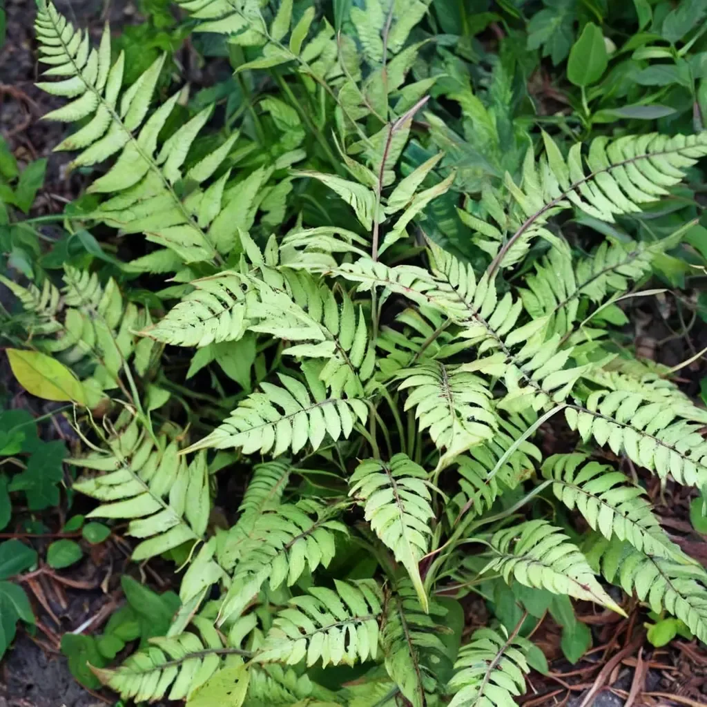 Eared Lady Fern