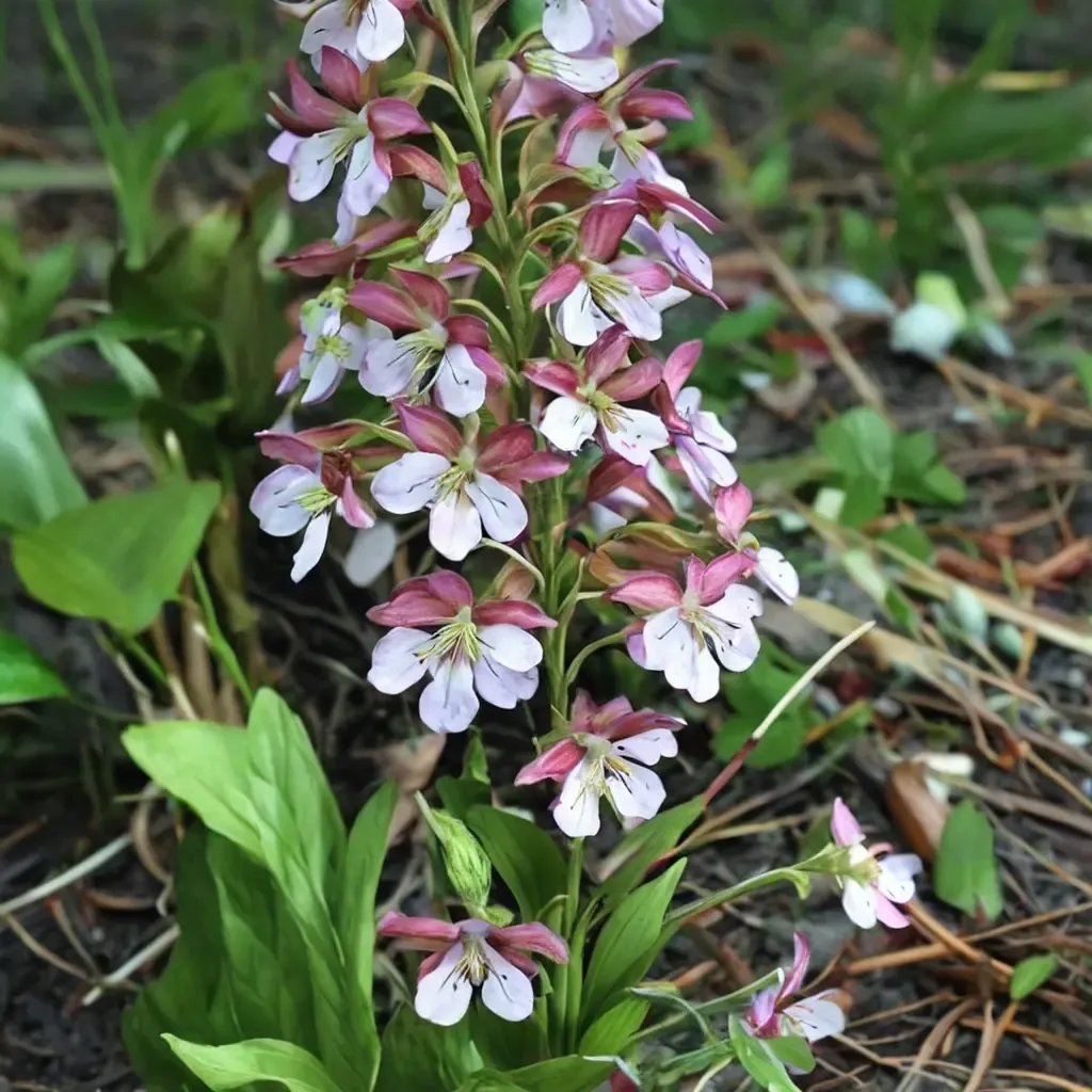 Kozu Spice Calanthe