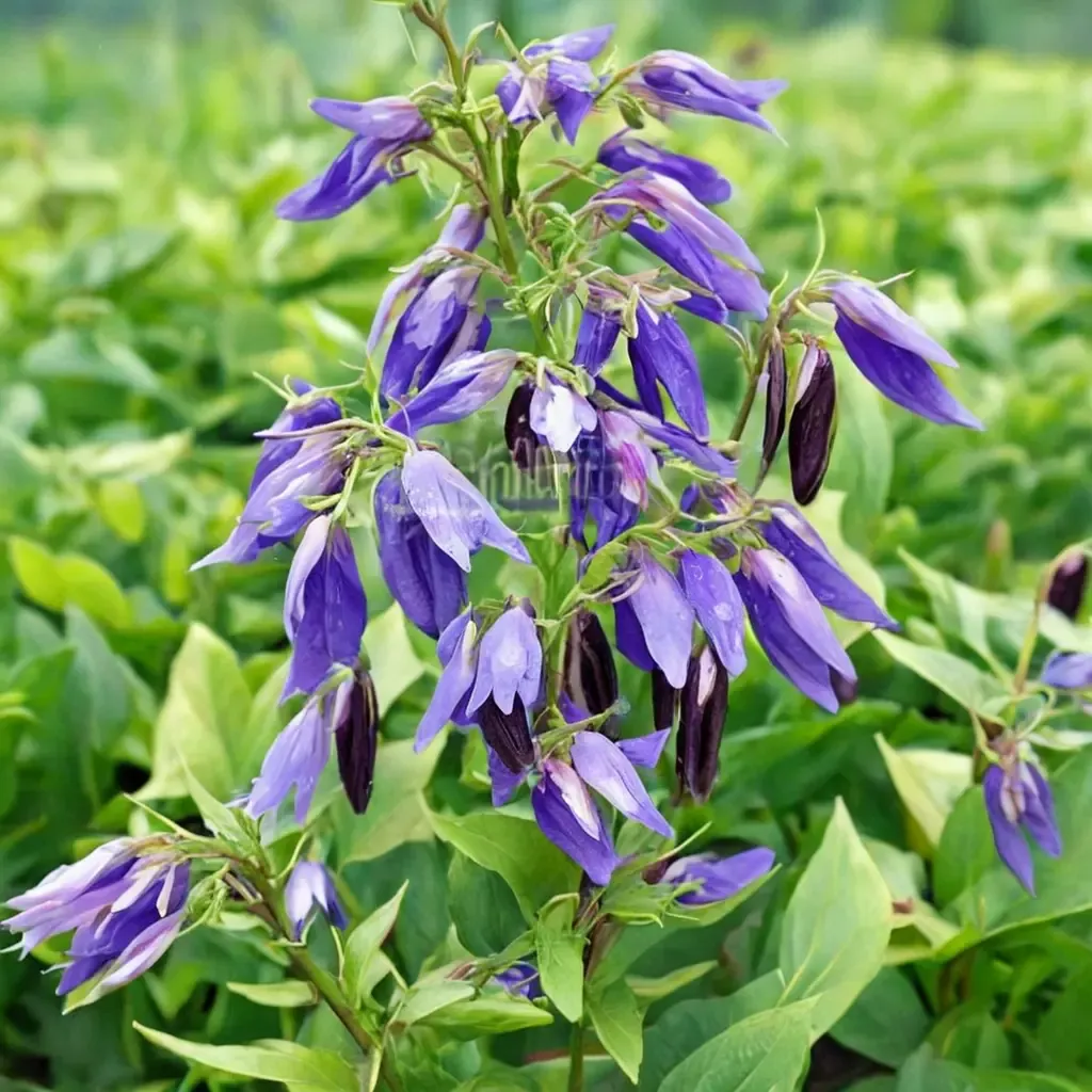 Sarastro Bellflower