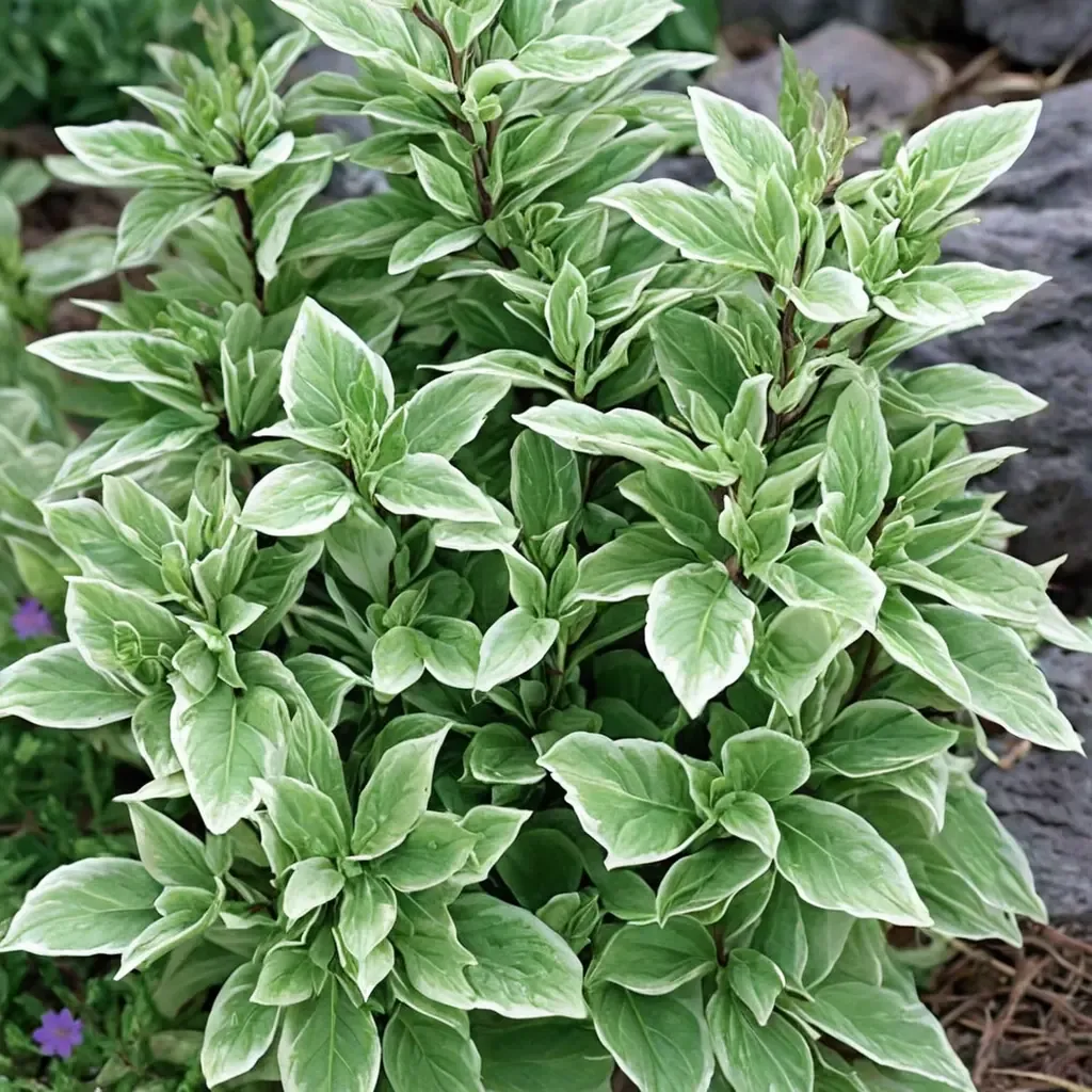 Pesto Perpetuo Basil
