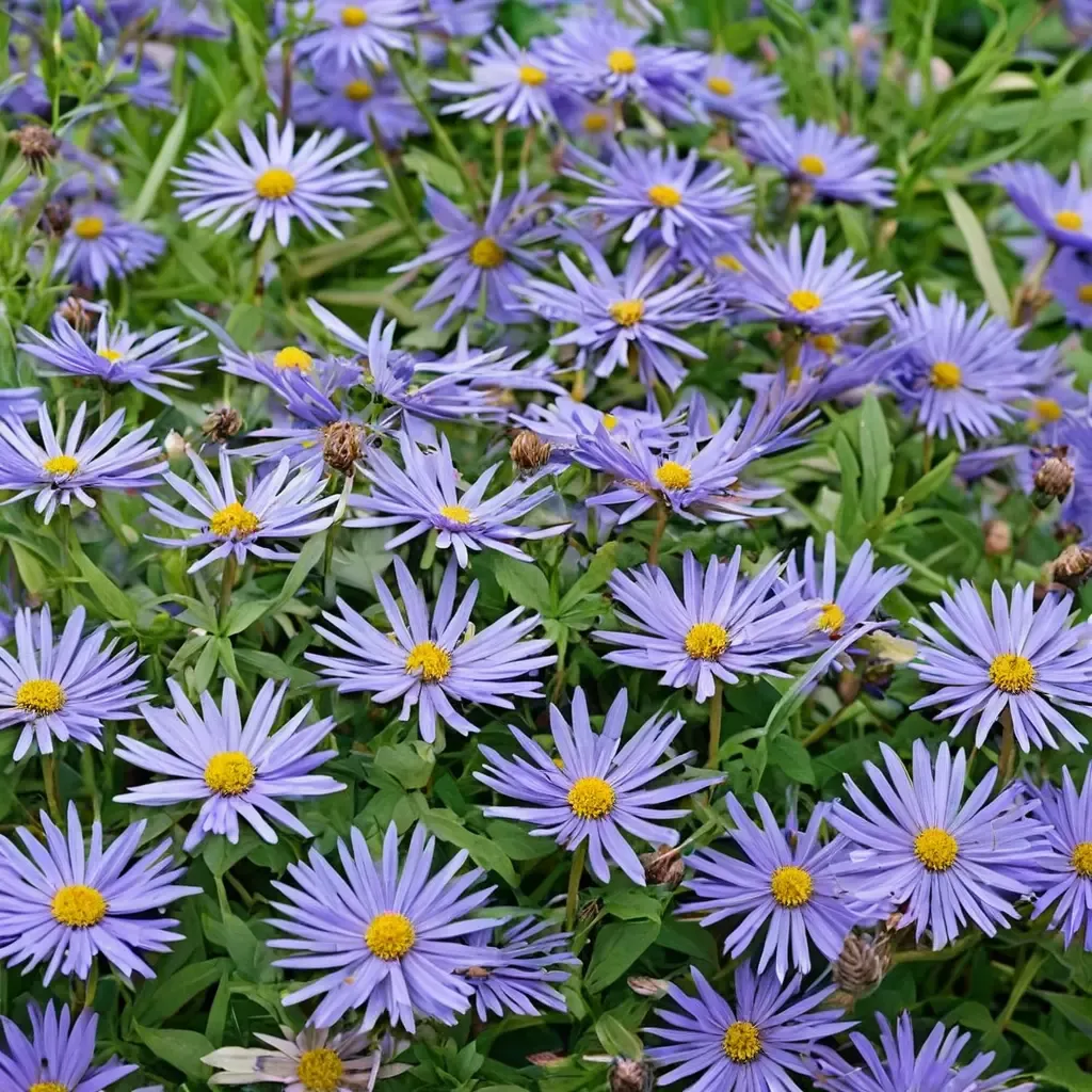 Frikart's Aster