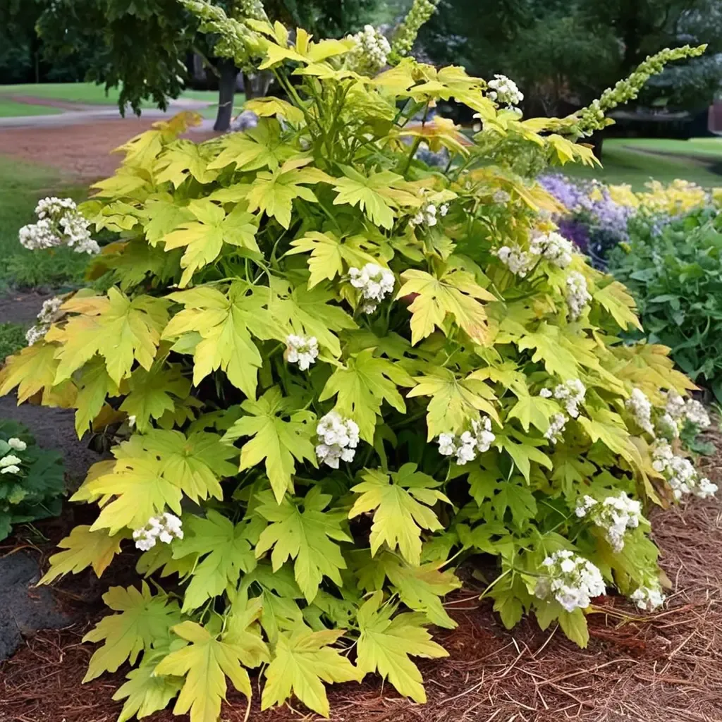 Little Honey Oakleaf Hydrangea