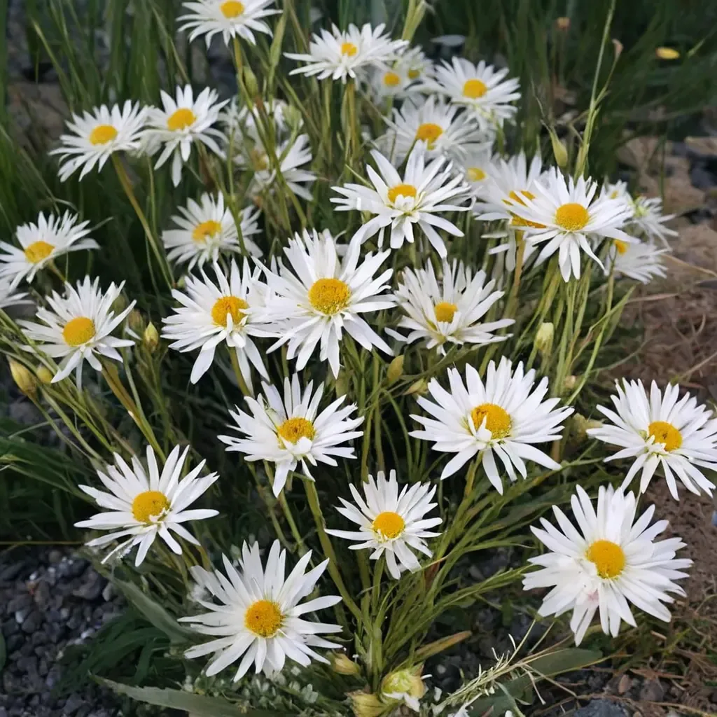Crazy Daisy Shasta Daisy