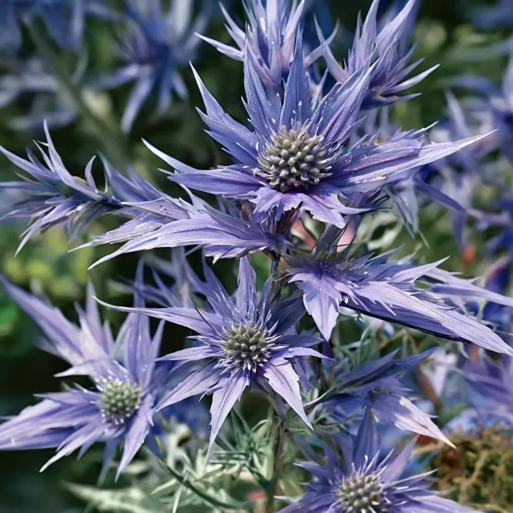 Picos Amethyst Sea Holly