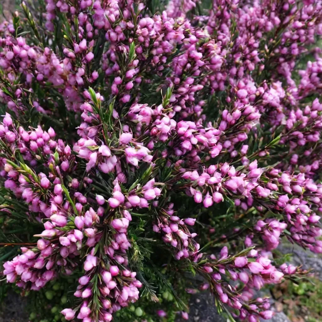 Winter Heath