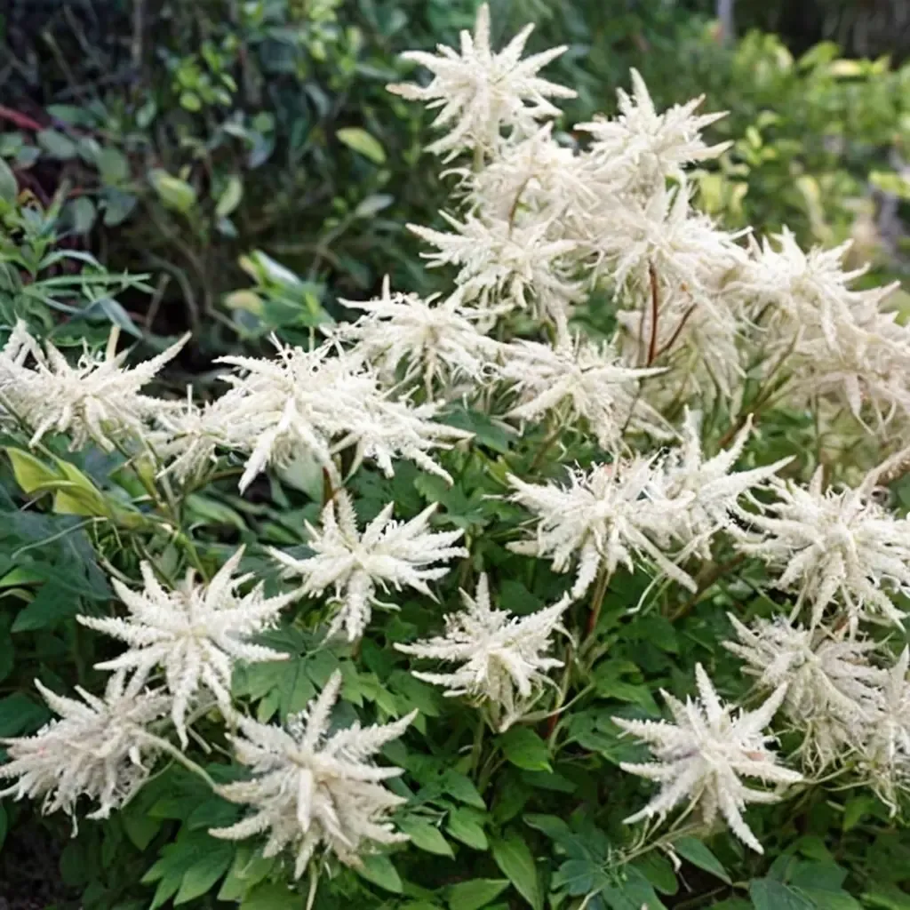 Noble Spirit Goat's Beard