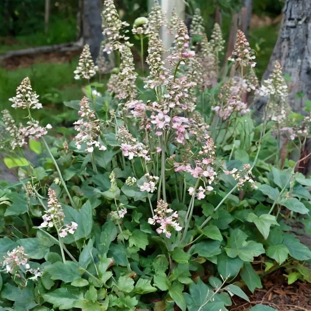 Giant Alumroot