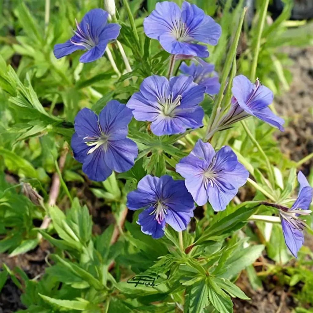 Cranesbill 'Orion'