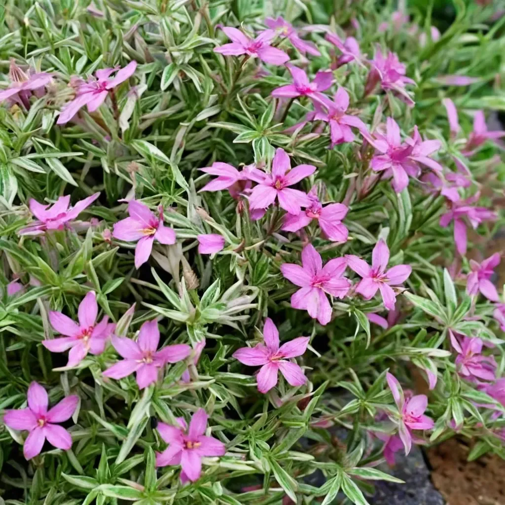 Variegated Creeping Phlox