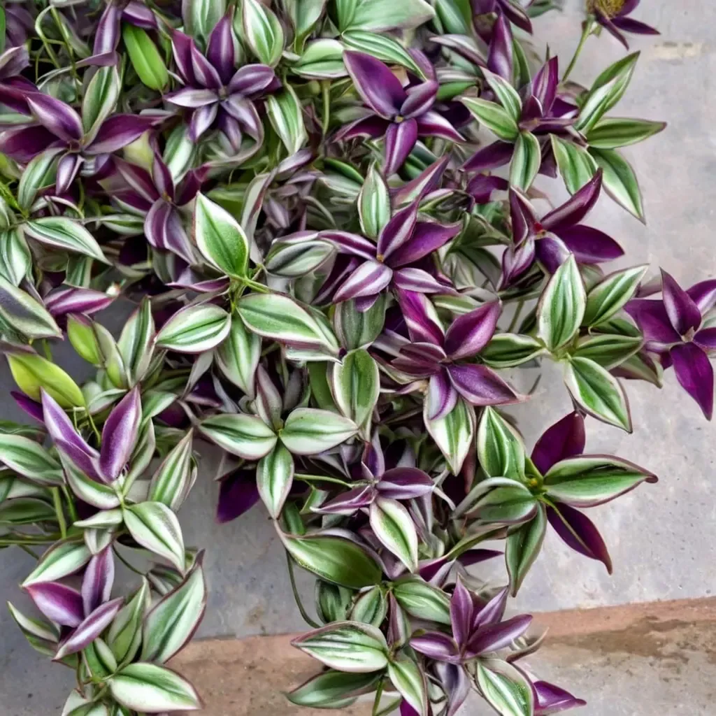 Inch Plant
