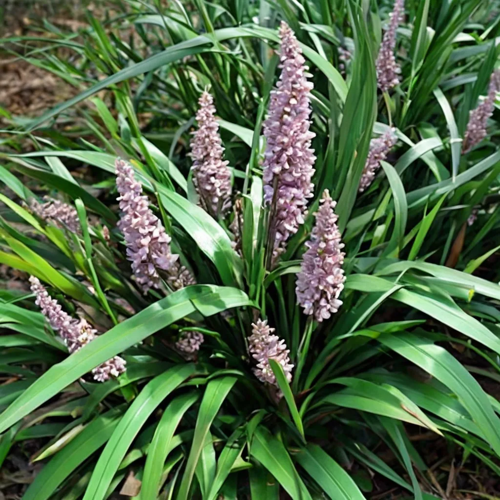 Lilyturf 'Christmas Tree'