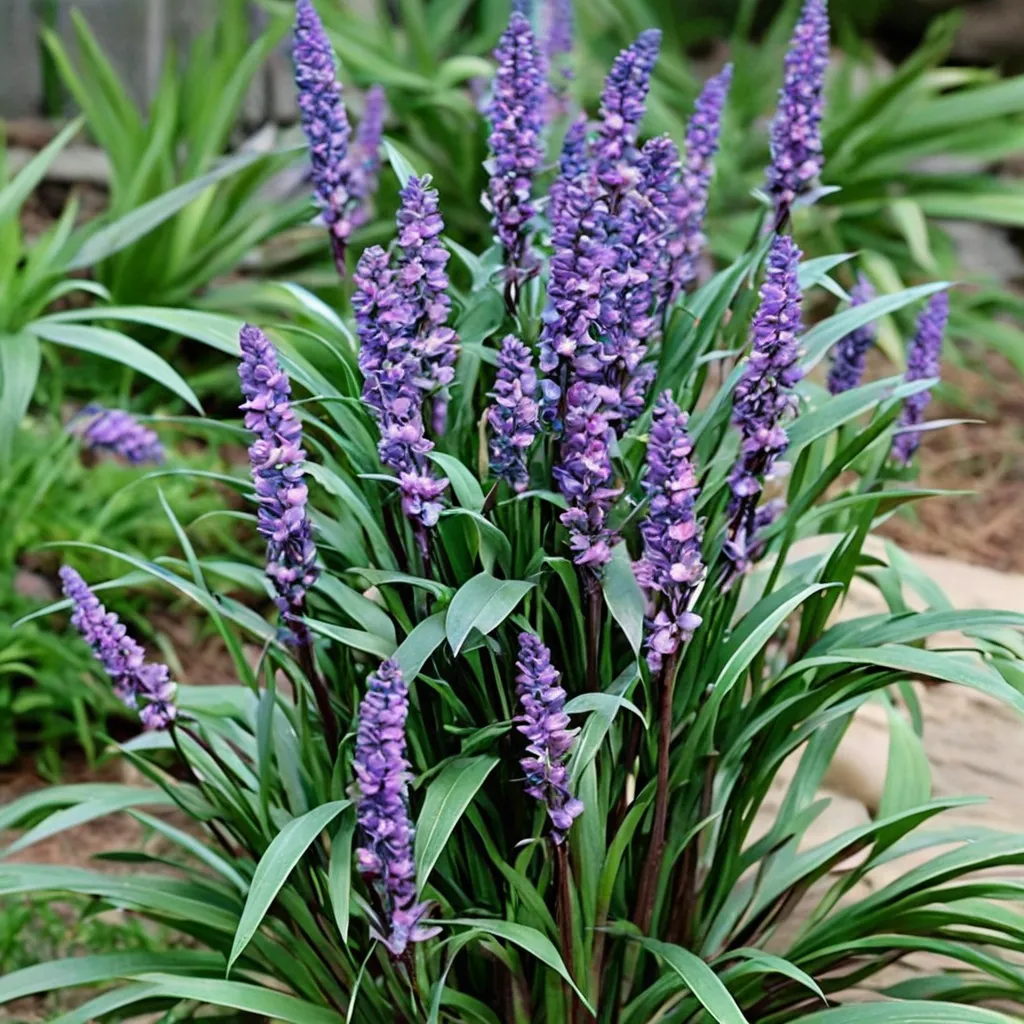 Liriope muscari Royal Purple