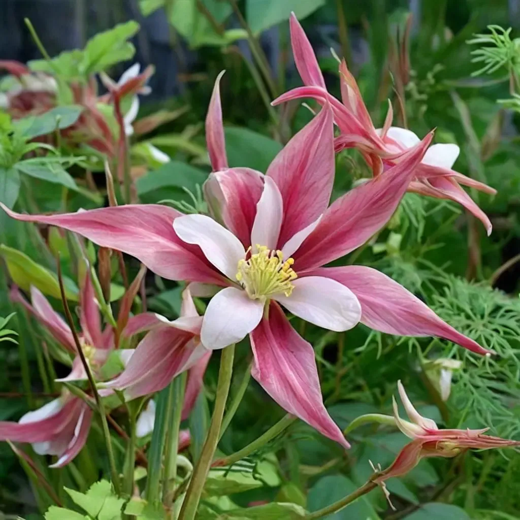 Rocky Mountain Columbine