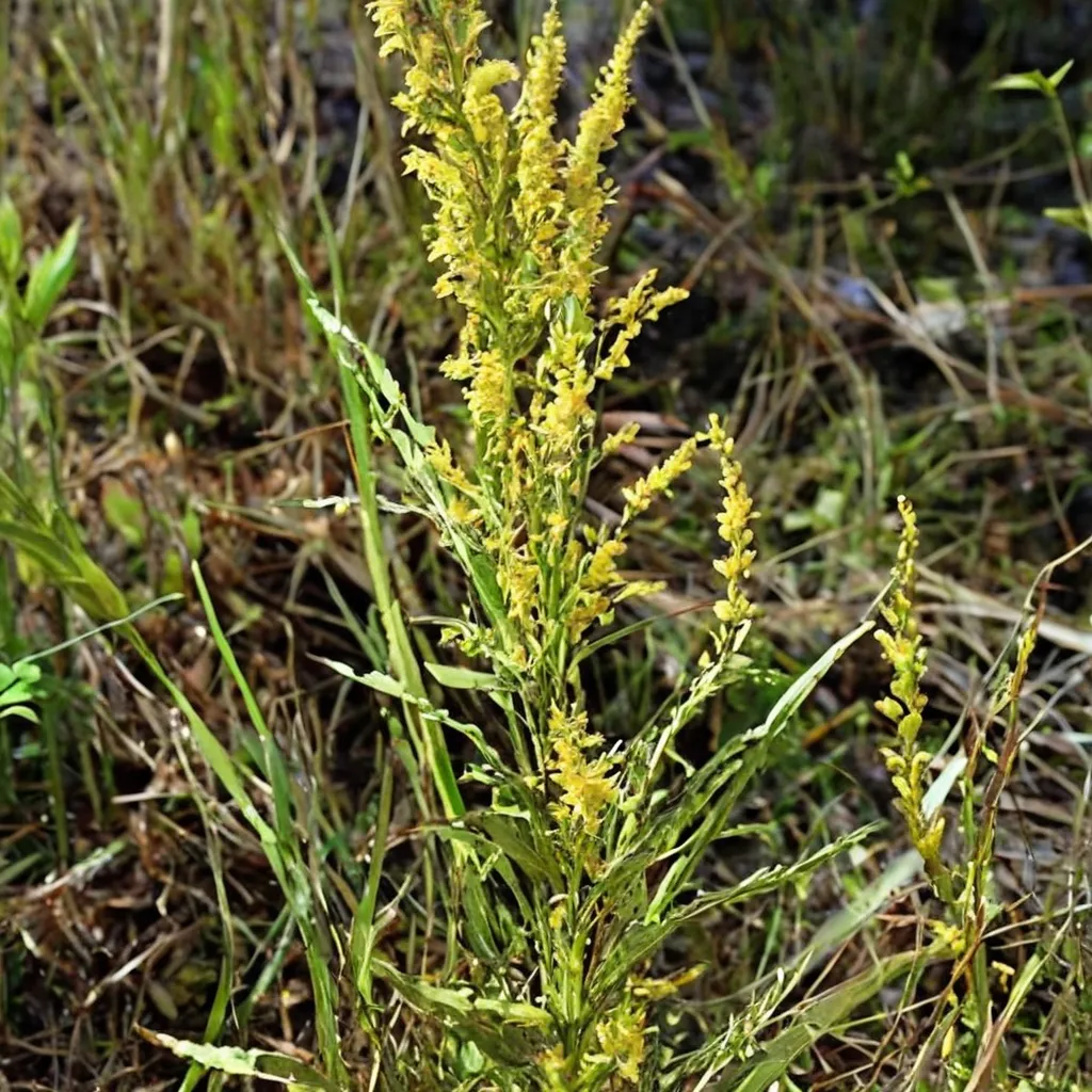 Wand Goldenrod