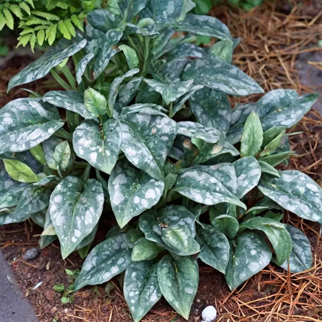 Quicksilver Wild Ginger