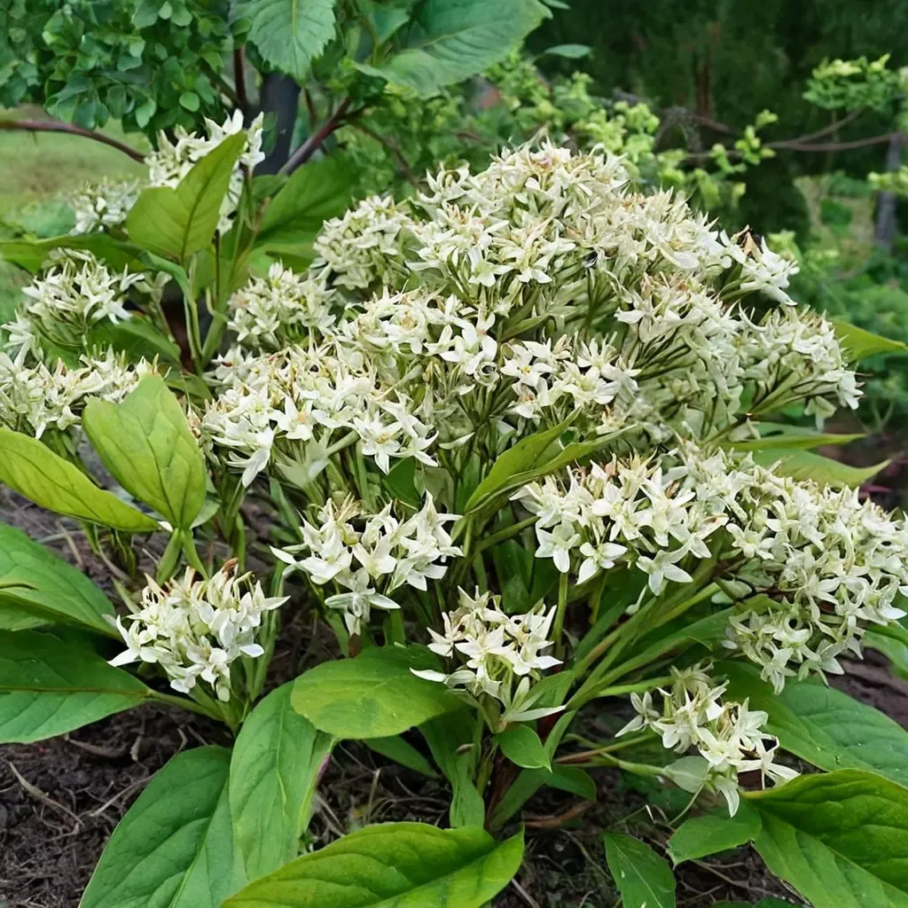 Tatarian Dogwood