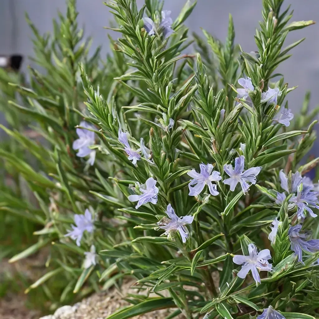 Rosemary